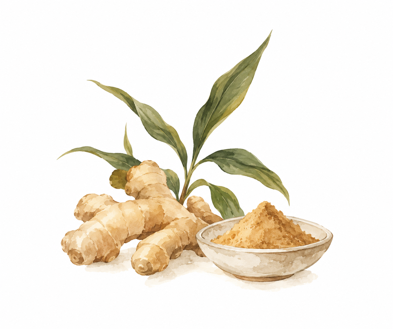 Ground Ginger botanical watercolor illustration